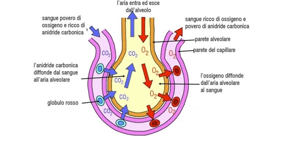 Come vengono trasportati l'ossigeno e l'anidride carbonica nel sangue?